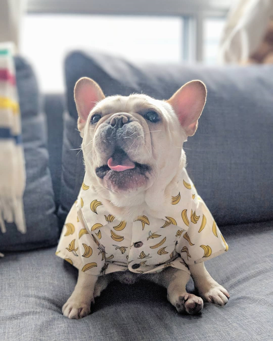 corgi hawaiian shirt