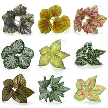 ����С5�^���~�ٻ��GֲС���Բ廨�Bֳ���쾰���~�������~�G�}�~