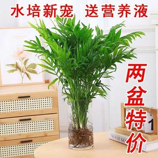 ����Ҭ��ˮ��ֲ�������ˮ�B���FҬ�ӿ͏d�k����������B�Gֲ����