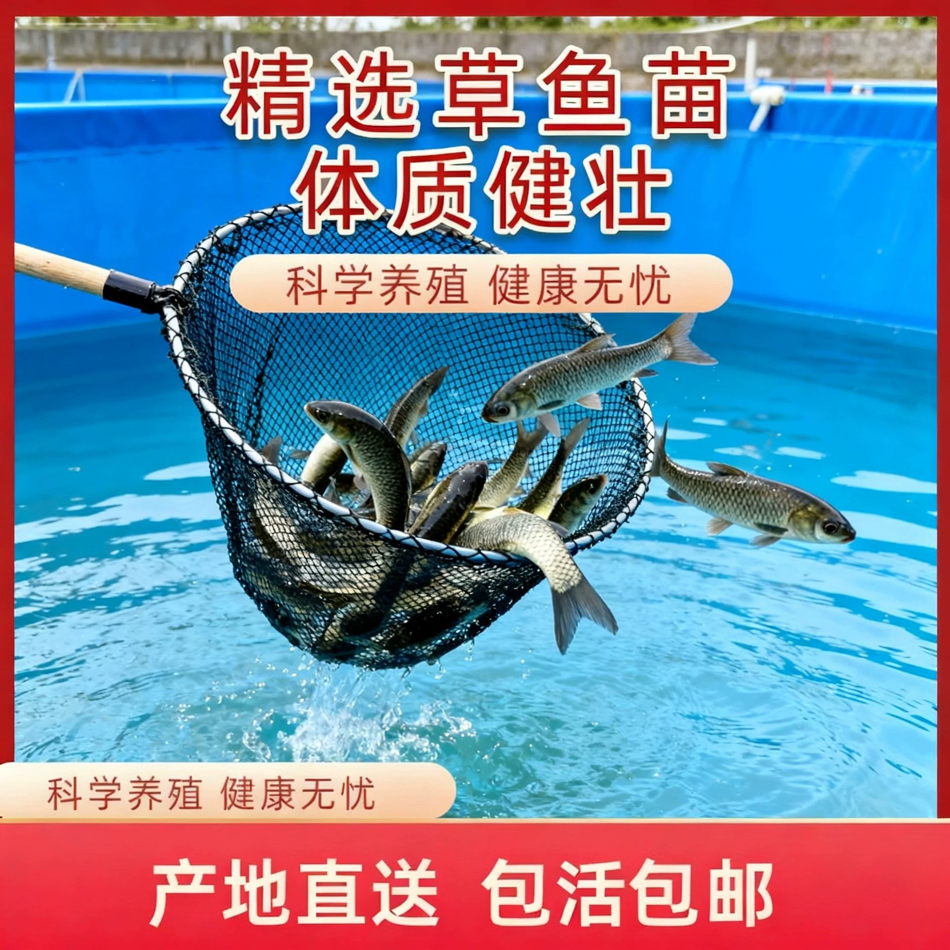 Мальки линя крупного Anhui карась серебряная леща наш крепкий карась мальки live четыре крупные рыбы пресноводная культура съедобная