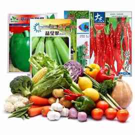 Q4Y4蔬菜种孑四季播种阳台盆栽香菜菠菜生菜萝卜小葱番茄辣椒孑孑