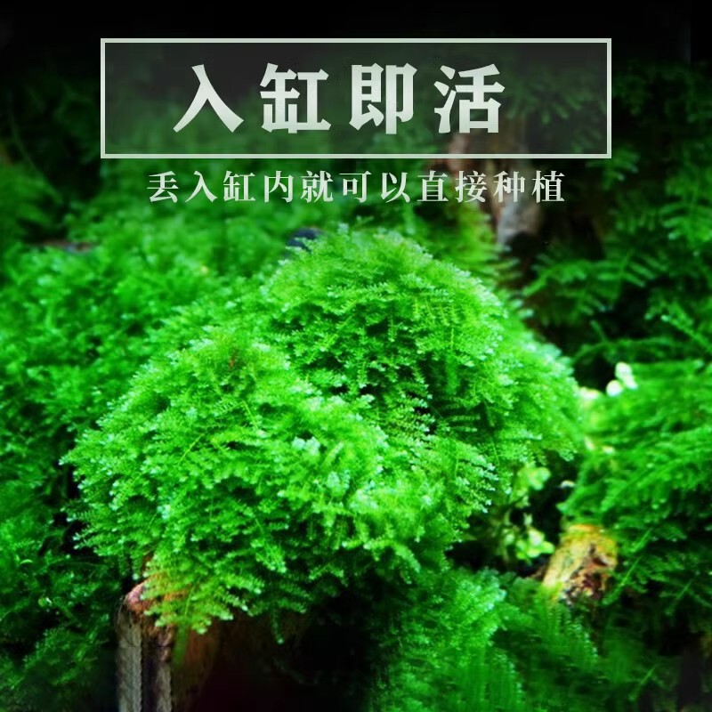 Fish Tank Moss Aquatic Plant Live Mousse Sheet Bulk Moss Tree Ball Sunken Wood Large Triangle Weeping Foreground Landscaping Fish Tank Moss Aquatic Plant Live Mousse Sheet Bulk Moss Tree Ball Sunken Wood Large Triangle Weeping Foreground Landscaping
