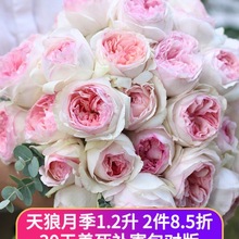 ¼17c1.2Lϼ@̨ͥԺļֲﻨԵ