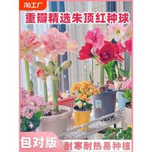 四季开花进口荷兰重瓣朱顶红种球室内外花卉盆栽花新年好养耐寒