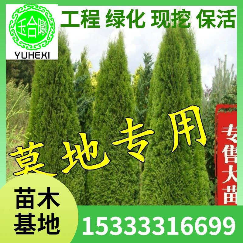 Саженцы кипариса, кипариса, вечнозеленой сосны и кипариса, Platycladus, саженцы китайского кипариса, Platycladus, Platycladus, золотой кипарис, пагода-сосна и саженцы драконьего кипариса.