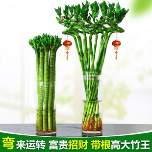 �����D�\���_�\ֱ��ˮ���F��ˮ��ֲ�ﻨ��ˮ�B�͏d�҃���ؔ�Gֲ