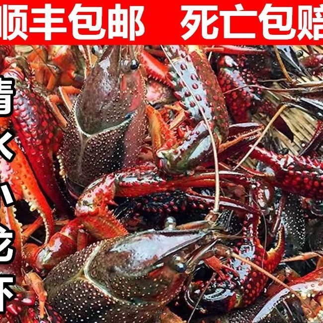小龙虾鲜活水产5斤567钱盱眙金湖清水活虾稻田淡水虾特大龙虾海鲜