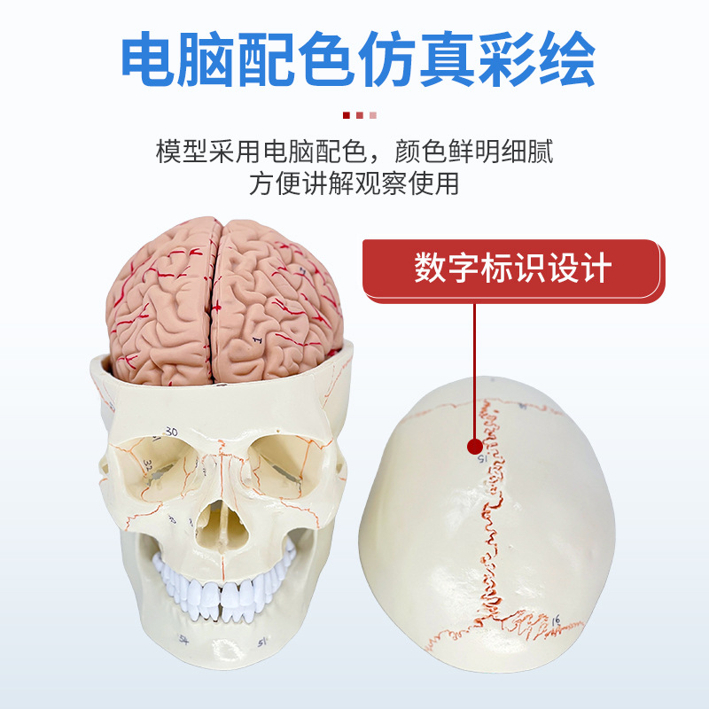 ��ѧ����1:1��Ȼ��ͷ­�Ǳ걾���ֱ�ʶ���ʷ������ñ�׼ͷ��ģ��