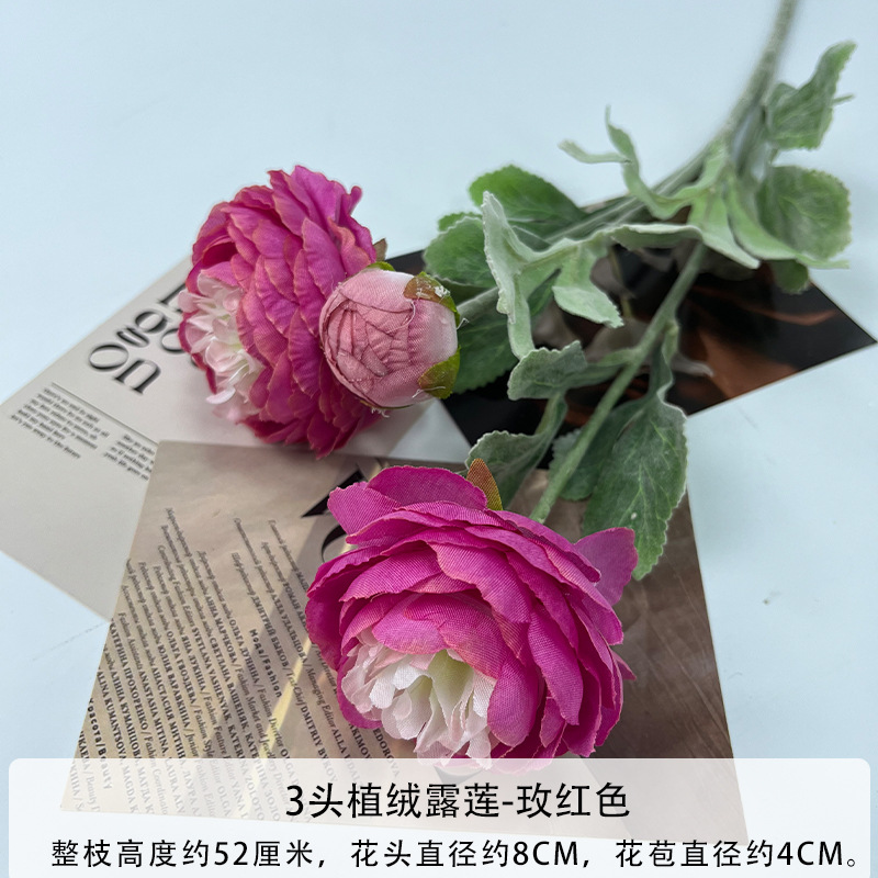 몰려든 로즈 레드