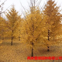 �������l8-60���ִ��y�Ӵ�� ��Ʒ�y�ӈ@�־G���е����L���׹���