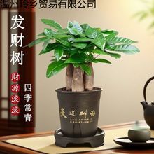 发财树盆栽室内客厅绿植桌面花卉中式禅意运植物四季常青好养工厂