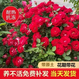 月季花苗莫奈藤本花卉小女孩庭院爬藤索菲罗莎盆栽带花苞四季玫瑰