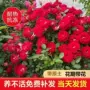 小女孩庭院盆栽四季花卉