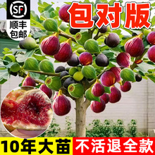 �o����������ش�����R˹�ϱ�������ͥԺ���ԷNֲ�ļ��޽�������