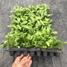 微景观植物小盆栽展叶鸟巢蕨迷你diy水陆缸造景蕨类生态缸绿墙