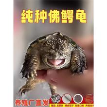 ԭ�ִ������걬�����������ӷ����ڷ��������͹��͹�С������