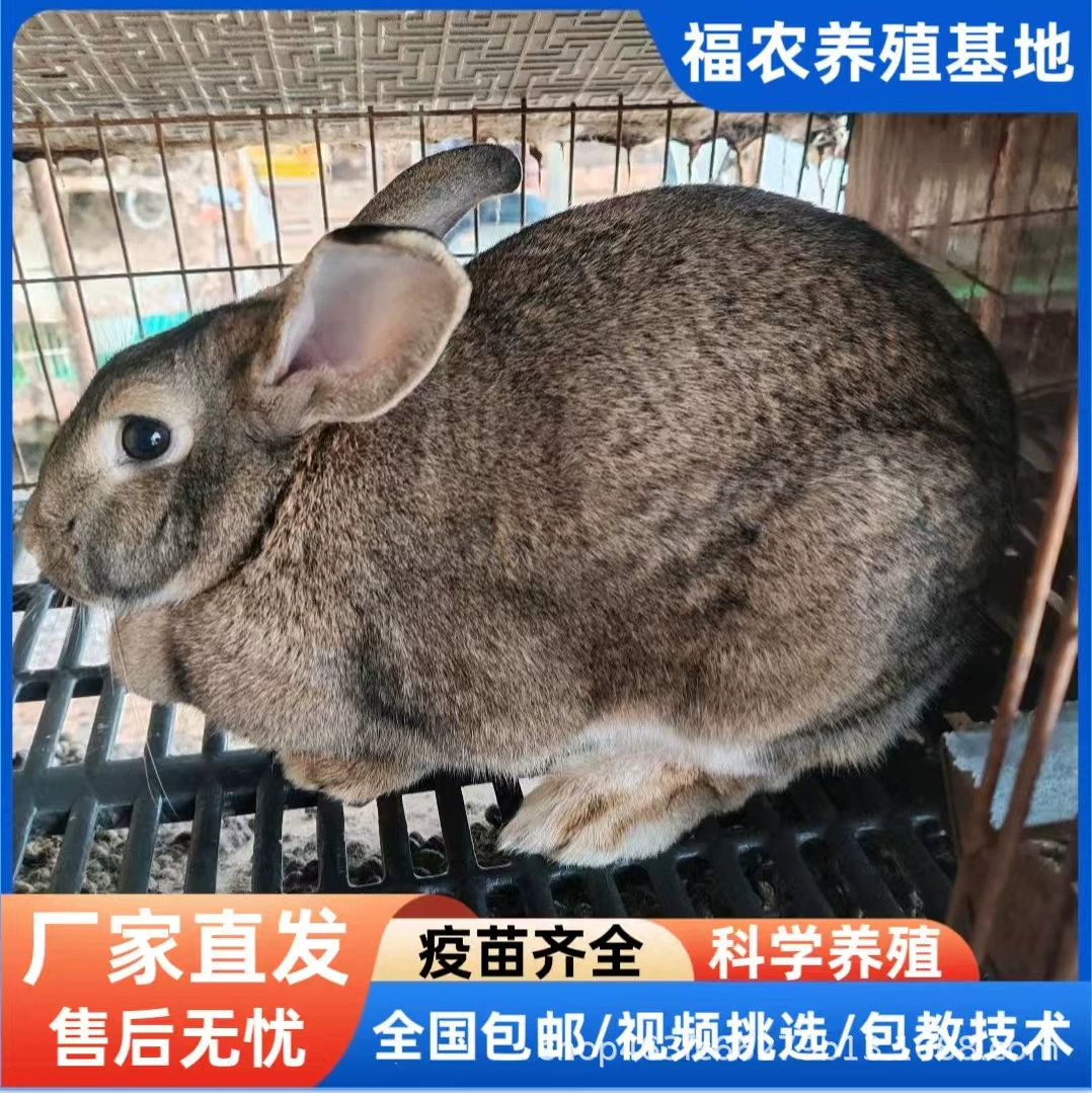 Оптовая продажа живых кроликов, бельгийские кролики, подходящие для малого бизнеса, включая торговлю, обучение, технологии, высокоурожайное разведение.