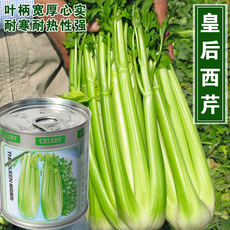 皇后西芹芹菜种子 早熟高产抗病 耐高温耐低温西芹蔬菜籽夏秋大田