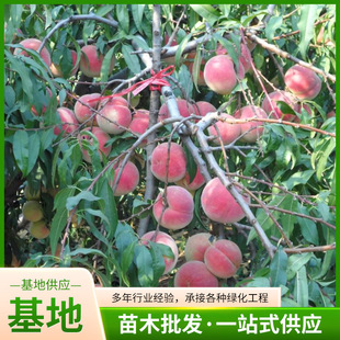 �ش��Ҙ��綬�Ҙ�ռ��ë�Ҙ�����Ҙ����޽�ˮ�����S�ҵ�������