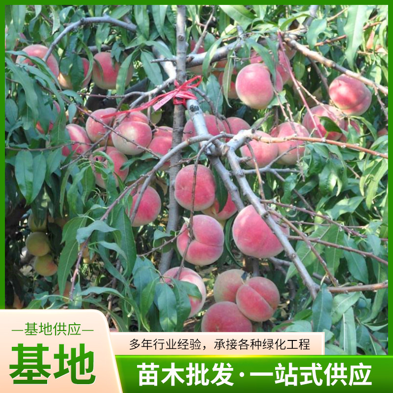特大桃树苗冬桃树占地毛桃树果苗桃树果苗嫁接水蜜桃黄桃地栽盆栽