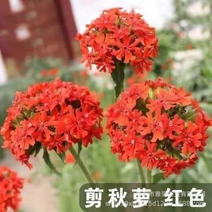 �����}�N�Ӷ����������_���N�����ļ��׻�ͥԺ�̨���Ի��N�ӻ���