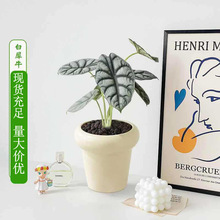 ����M�����Ի���ֲ���҃������J�C�lؔ��Ȥ�k���ҾGֲ���B���ļ�