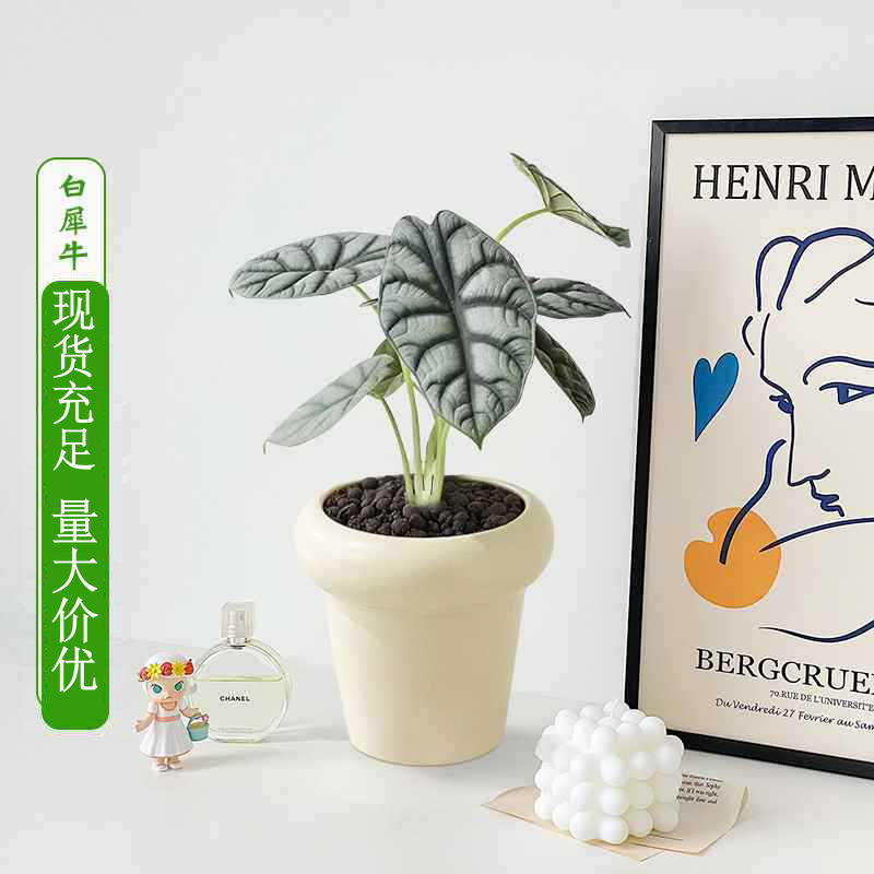 创意组合盆栽花卉植物室内文竹芦荟发财树趣办公室绿植好养活四季