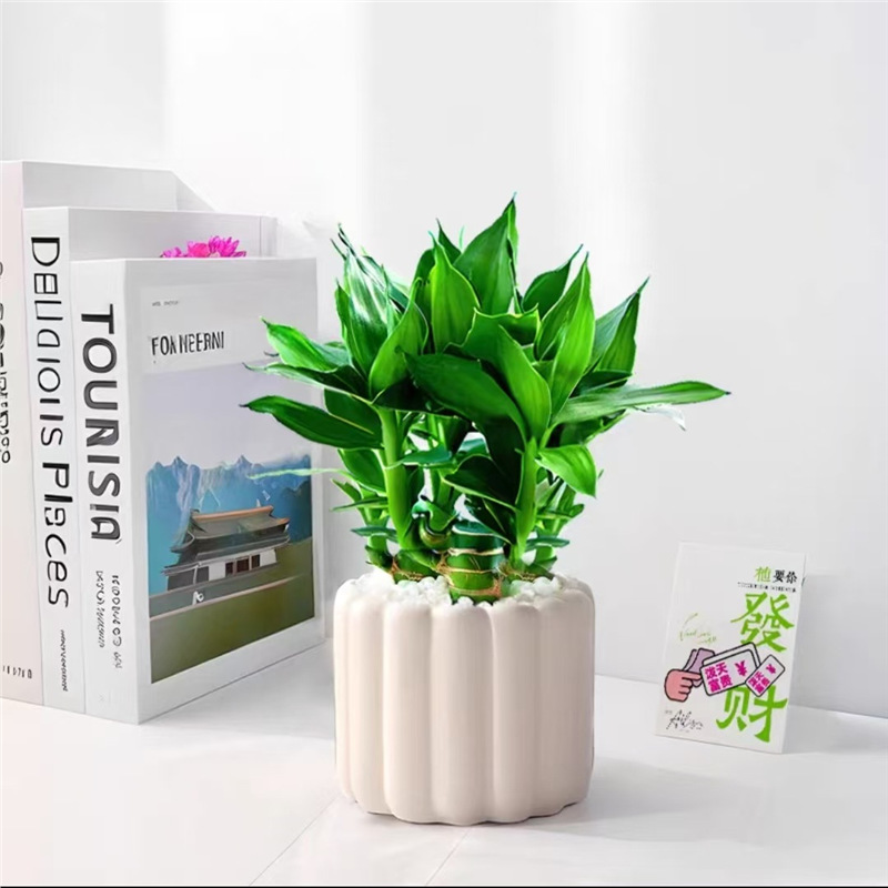 Wenchang bamboo 4 предмета lucky bamboo с корневым золотом рейтинг название крытый горшок вступительный экзаменационный стол в колледж очистка зеленых растений воздух легко хранить