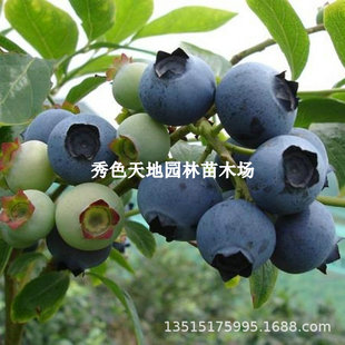 �{���{ݮ�������Ե��Թ������ϱ����Nֲ����Y���̨ͥԺ�ļ�ˮ��