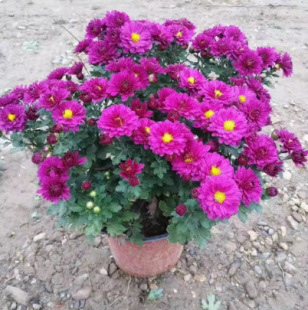 �ջ��������ļ��_������������ͺ��҃���ͥԺ�Nֲ���ܴ󻨾��¾�