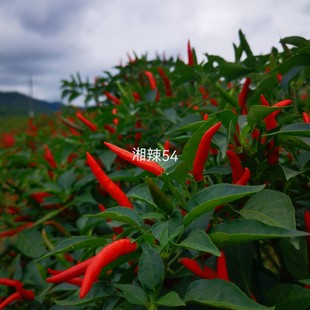 ����С��6.5���׆������콷���r���ÿ��Ժ������߲˷N��&mdash;����54