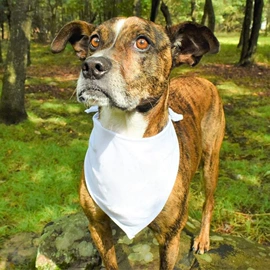 运动帽、头巾;方巾、中巾;手巾/手帕