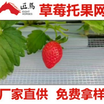 草莓网方格网透气隔热大棚农业用网高架草莓托果网聚乙烯草莓种植