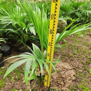 903 supply false betel nut seedlings 0.6-1.5 meters high bag seedlings false betel nut seedlings