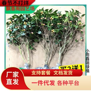 һ�����lɽ�軨�������Ԏ�����������ɫ�൤�ļ��׻��҃��̨ͥԺ