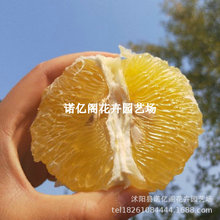 黄金超甜葡萄柚苗 嫁接台湾葡萄柚子苗 鸡尾葡萄柚果树苗当年结果