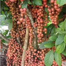 ľ�̹����� ���F��̩����Ѿ������ ���̹����Ϸ������Nֲ����Y��