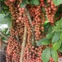 北方南方珍贵种植果树苗
