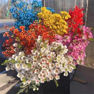 Australian Wintersweet Yunnan Base Flower Wholesale New Year Flower Arrangement Stall Flower Wholesale Wholesale Now Available One Piece Drop Shipping