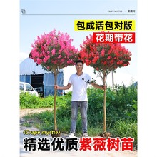 ��ޱ����ͥԺ�Nֲ�t�����ޱ�����繤�̾G���쾰�����ͺ��ļ�ֲ��