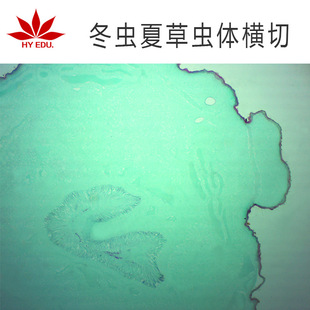 ���x�Ĳ��x�w�M�нM��������Ƭ�@΢�R�^��̌W����о� ��������