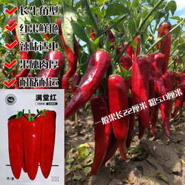 苏润999辣椒绿巨306牛角椒种子早熟高产大果薄皮春秋大棚四季播新