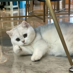 ���N�y�u����؈���̻��wӢ����ë؈�{����С؈���y�u�ӌ���؈Ӣ��