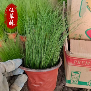 细茎针芒 宿根观赏草基地 羽毛草双色盆细叶针芒盆栽工程苗