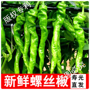 ��Ƥ�ݽz��500g���r������Ƥ�������r�r���ԷN�ཷ������Ƥ������