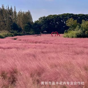 Shandong Pink and Purple Miscanthus Seedlings, Flower Sea Flower Base Pink and Purple Miscanthus Wholesale Engineering Seedlings, Pink Miscanthus Potted Seedlings