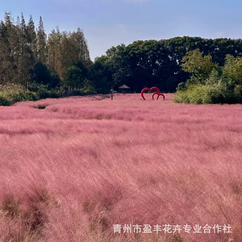 Розовые и фиолетовые саженцы миксантуса Шаньдун, оптовая продажа розовых и фиолетовых саженцев миксантуса, розовые саженцы миксантуса в горшках