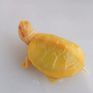 Albino Brazilian Turtle, White Brazilian Turtle, Deep Water Turtle, Albino Brazilian Turtle, Mutant Ornamental Turtle, Albino Red-Eyed Gold Turtle, Others