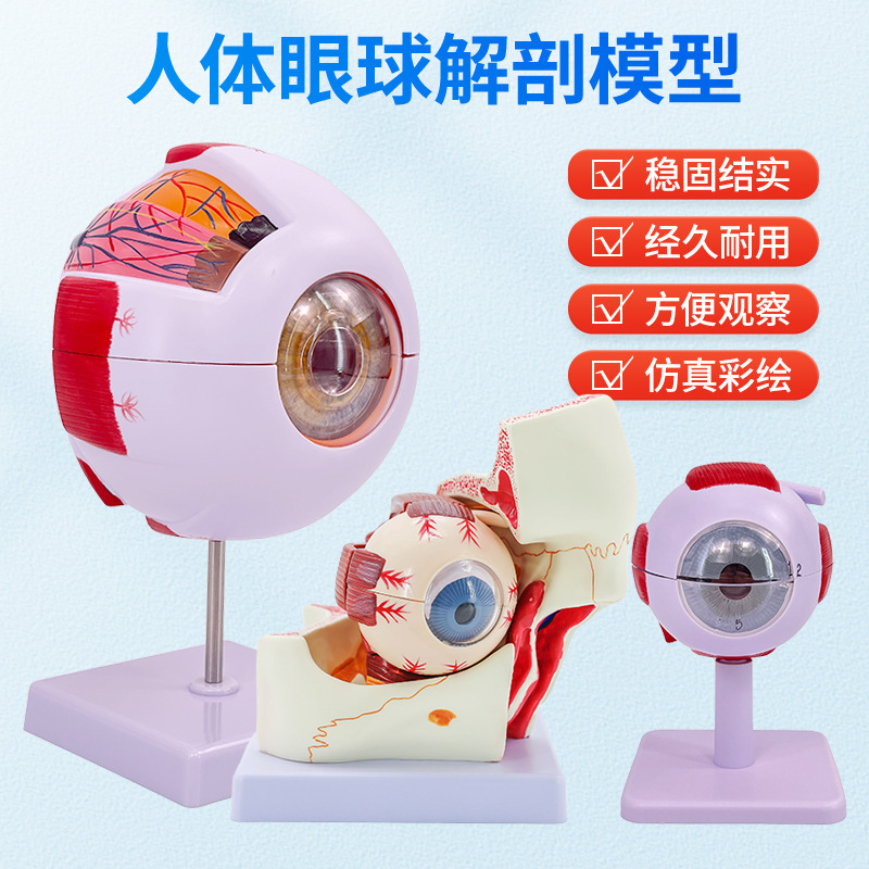 Human teaching eyeball anatomical structure model detachable children's simulation eye medical eye Model 6 times
