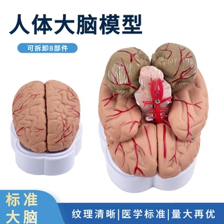 人脑解剖模型 脑结构模型 大脑模型 脑动脉模型 脑血管分布 脑型